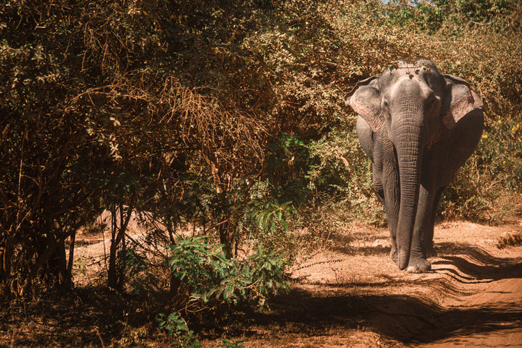 Sri Lanka Poster – Elefant im Yala Nationalpark