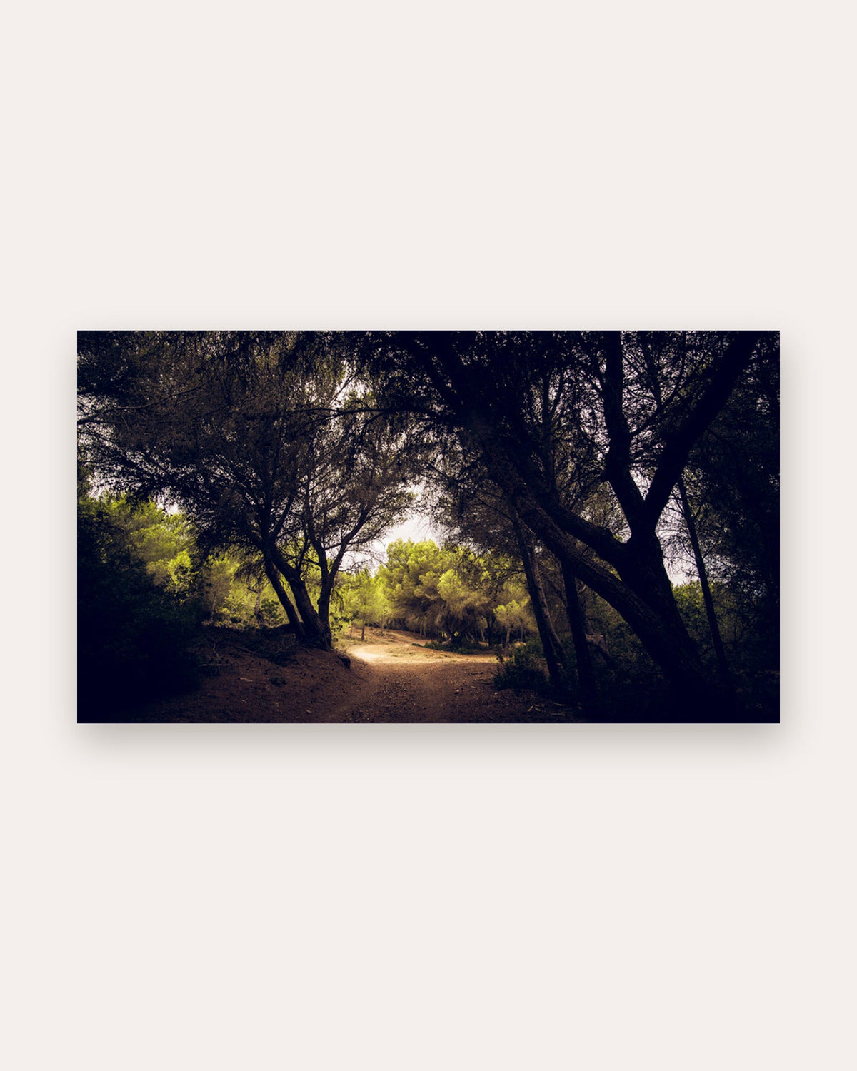 Poster Menorca Wald – Lichtdurchfluteter Wanderweg durch mediterranen Wald