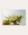 Poster Palme – Einzelne Palme als minimalistisches Natur-Wandbild mit Urlaubsgefühl