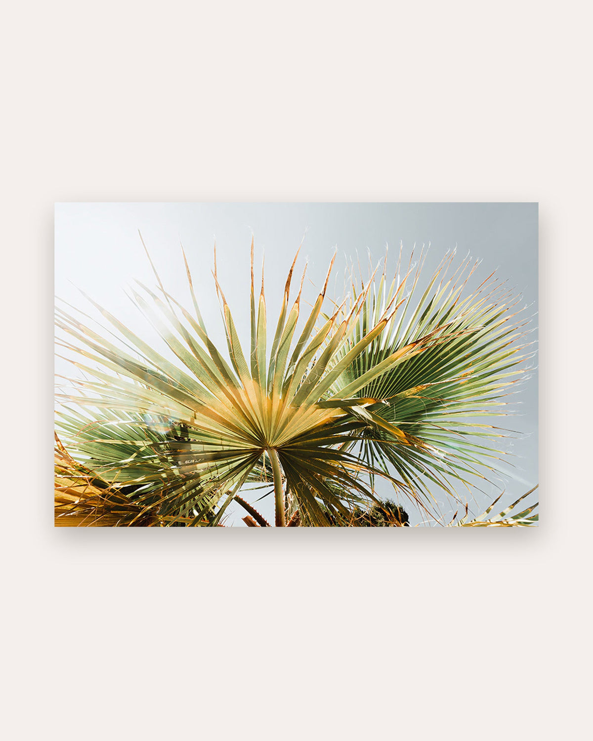 Palmenblatt Poster als tropische Wanddekoration im Wohnraum