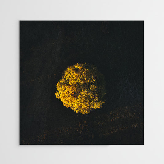 Baum von oben in der Rhön
