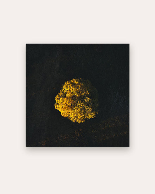 Poster Baum von oben Rhön – Luftaufnahme bei Sonnenaufgang in Hessen