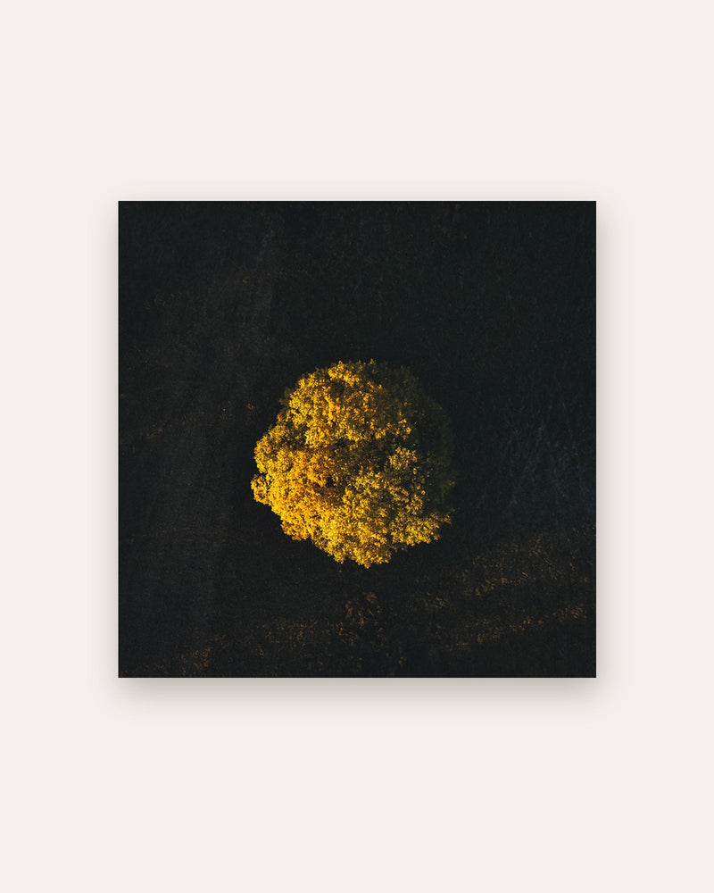 Poster Baum von oben Rhön – Luftaufnahme bei Sonnenaufgang in Hessen