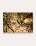 Poster Bienenfresser im Dornbusch, grüner Vogel im Geäst, Yala Nationalpark Sri Lanka