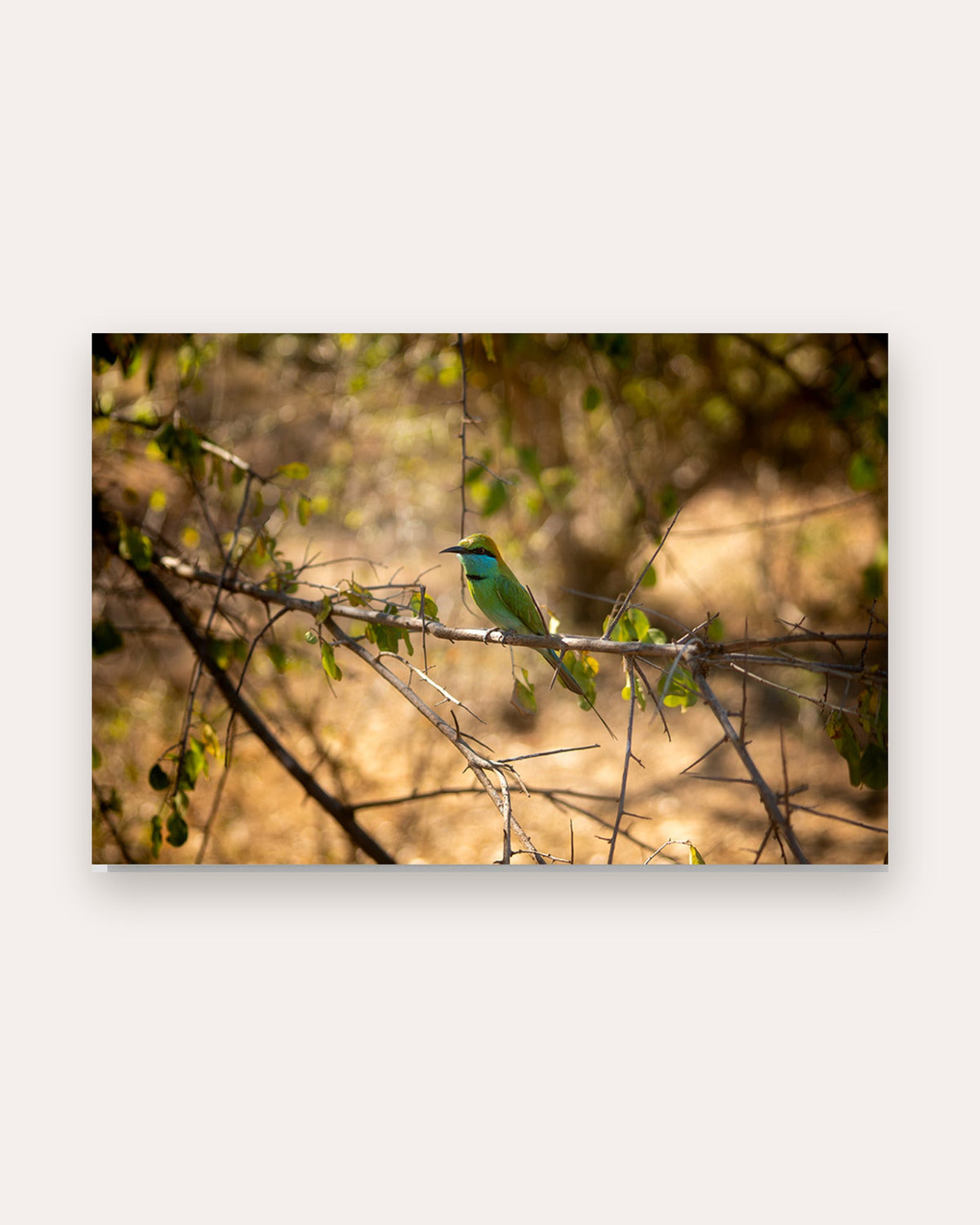 Poster Bienenfresser Yala Nationalpark – Größenvergleich im Wohnzimmer