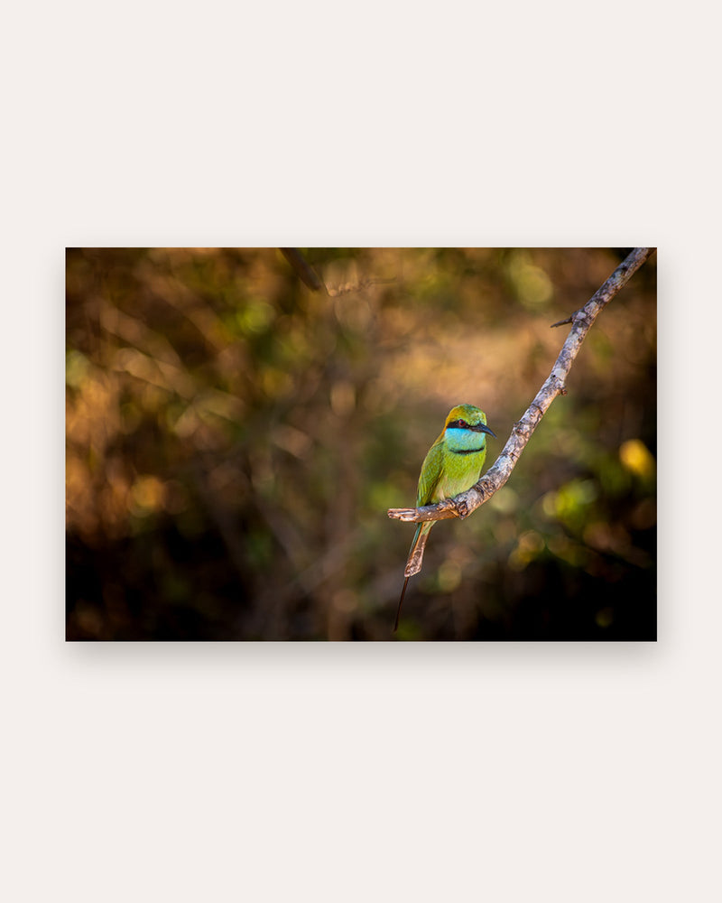 Poster Bienenfresser am Ast, grüner Vogel auf kahlem Zweig, Yala Nationalpark Sri Lanka