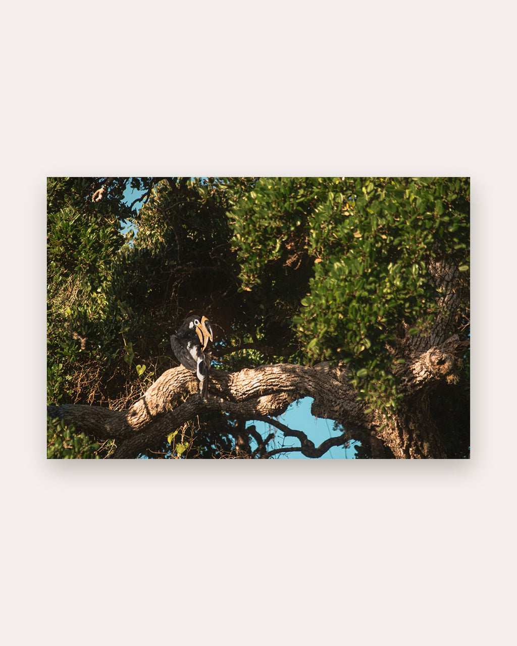 Poster Malabar-Nashornvogel Yala Nationalpark – Größenvergleich im Wohnraum