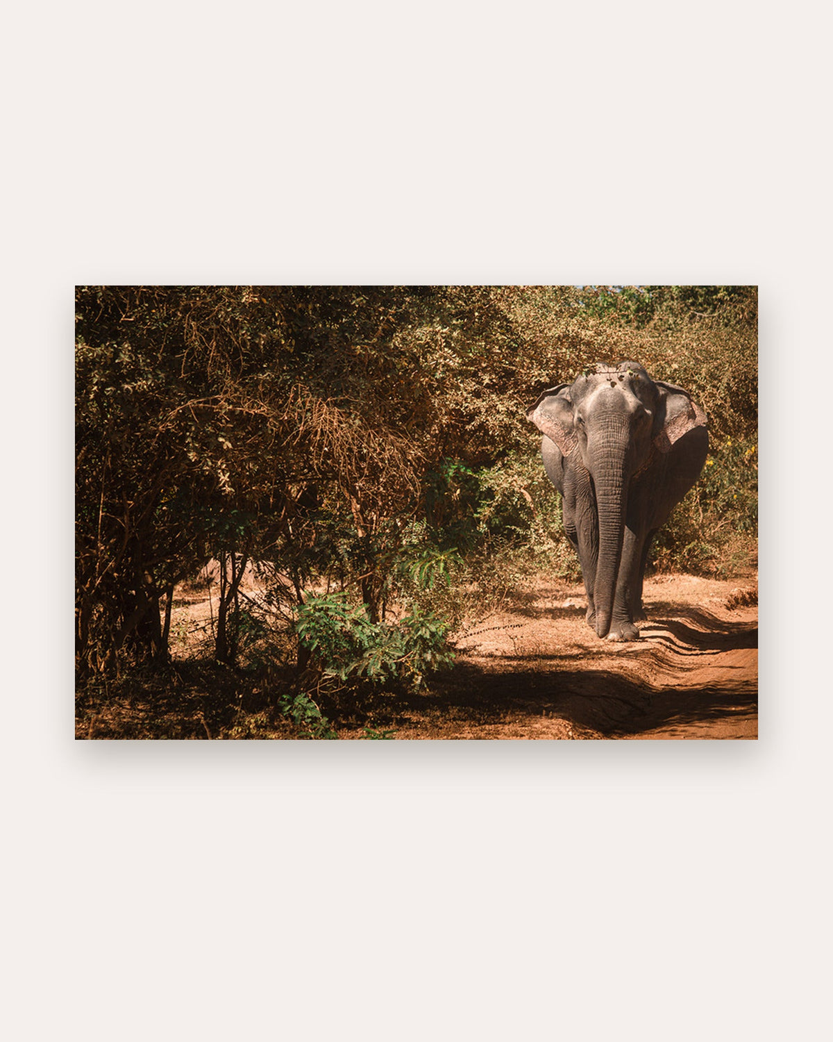 Poster Elefantenbulle Yala Nationalpark Sri Lanka – Größenvergleich im Schlafzimmer
