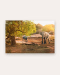 Poster Elefant Yala Nationalpark – Größenvergleich im Wohnraum