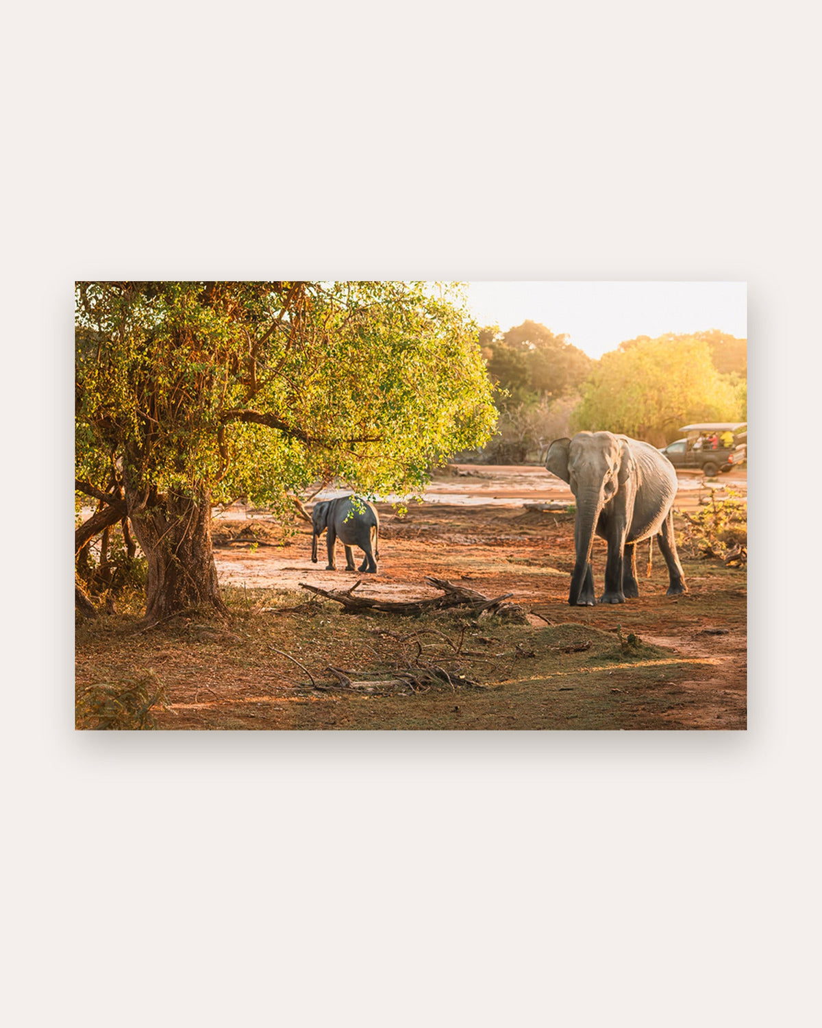 Poster Elefant Yala Nationalpark – Größenvergleich im Wohnraum
